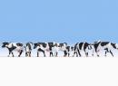 NOCH 15725 HO - Vaches noires et blanches (cow b and w) 7