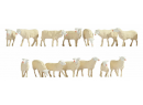 NOCH 15749 HO - Moutons  - sheep (14)